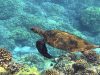 Lindungi Penyu dan Cetacea, KKP Galang Aksi Kolaboratif Demi Laut yang Lebih Lestari