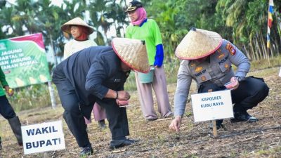 Kubu Raya Menanam Masa Depan: Jagung Jadi Kunci Menuju Kedaulatan Pangan!