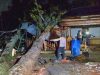 Detik-detik Mencekam di Sungai Ambawang: Warung Kopi Hancur Dihantam Pohon, Pemilik Luka Ringan