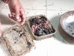 Berhasil! Pria Ini Buktikan Cacing Nipah Bisa Hidup Berbulan-bulan, Simak Rahasia Perawatannya