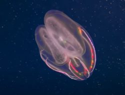 Dunia Takjub! Ilmuwan Temukan Komunitas Kehidupan Ekstrem di Laut Sedalam 9.500 Meter