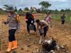 Polsek Sekayam Tanam Jagung Hibrida di Lahan Demplot III, Dorong Ketahanan Pangan Perbatasan