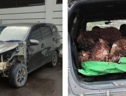 Maling Sawit PT BSL Ditangkap, Polres Sekadau Buru Satu Pelaku Lain