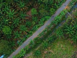 GAPKI SeKalimantan Gelar Borneo Forum ke-8: Catat Tanggal, Lokasi, dan Agenda Acaranya