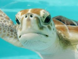 Yayasan WeBe Fokus Selamatkan Dugong dan Penyu di Kalimantan Barat