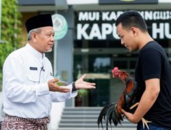 MUI Kapuas Hulu Gerah, Judi Sabung Ayam di Putussibau Ancaman Moral dan Nilai Agama