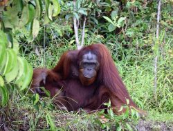 Miris! Kalbar Kehilangan 61 Persen Tutupan Hutan dalam Dua Dekade