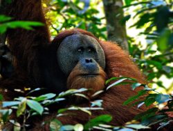 Tata Kelola Hutan Optimalkan Penerimaan Negara dan Cegah Korupsi SDA