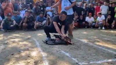 Kapolres Kapuas Hulu Didatangi Pelaku Sabung Ayam, Minta Izin Lanjutkan Judi