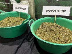 Jaga Kualitas, Kunci Kratom Kalbar Merajai Pasar Global