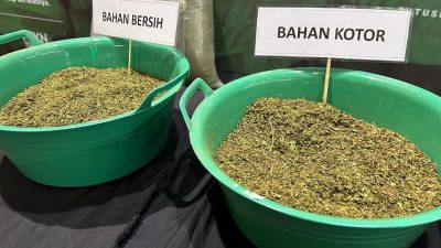 Jaga Kualitas, Kunci Kratom Kalbar Merajai Pasar Global