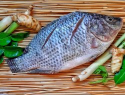 Revitalisasi Tambak Pantura Strategi Angkat Tilapia Indonesia ke Pasar Global