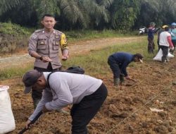 Pemdes Kelompu Garap 1 Hektare Jagung, Dukung Mandatori Bupati Sanggau