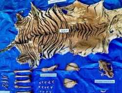 Pelaku Perdagangan Kulit Harimau Diringkus, Jaringan Perburuan Satwa Liar Dilindungi Terungkap