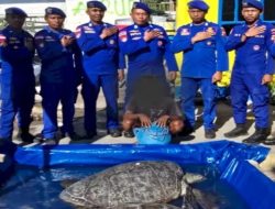 Nelayan Penangkap Penyu Dilindungi di Perairan Sikka Diamankan