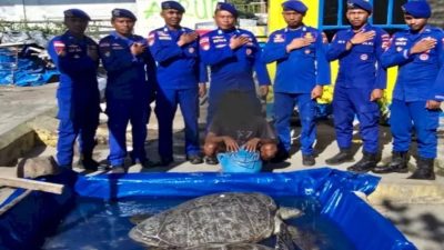 Nelayan Penangkap Penyu Dilindungi di Perairan Sikka Diamankan