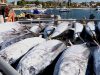 Indonesia Desak Tambahan Kuota Penangkapan Tuna Sirip Biru Selatan hingga 3.000 Ton