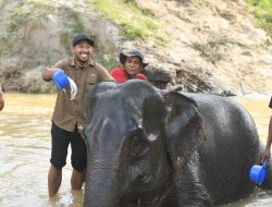 Jaga Keanekaragaman Hayati Lewat Konservasi Gajah Liar