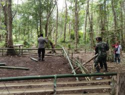 Bongkar! Arena Sabung Ayam Nanga Tubuk Kapuas Hulu, Forkopimcam Kalis Wujudkan Ketertiban dan Keamanan Masyarakat