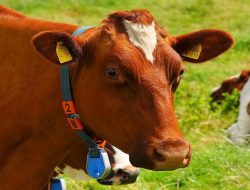 Pemerintah Buka Keran Impor Sapi Hidup Besar-Besaran Penuhi Kebutuhan Dalam Negeri