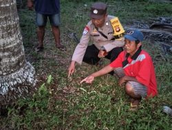 Bayi Dibuang di Kebun Kelapa Padang Tikar, Polisi Lakukan Olah TKP dan Buru Pelaku