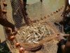 Negosiasi Berhasil, Ribuan Kontainer Udang Indonesia Akhirnya Diizinkan Masuk Amerika Serikat