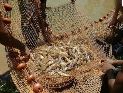 Negosiasi Berhasil, Ribuan Kontainer Udang Indonesia Akhirnya Diizinkan Masuk Amerika Serikat