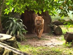 Pramono Anung Cek Ragunan Usai Video Harimau Kurus Viral
