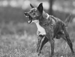 Ancaman Rabies di Kalimantan Barat Kian Nyata: Pemkab Sekadau Siaga, Kasus Gigitan Anjing Liar Terus Meningkat