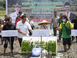 Landak Perkokoh Posisi Sentra Pangan Daerah: Capaian Luas Tanam Padi Tertinggi se-Kalbar, Lampaui Target Pusat