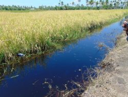 Dugaan Limbah PT MSL dan PT MAS Cemari Sungai Jongkat Mempawah, Lahan Petani Terganggu 8 Tahun