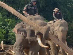 Empat Gajah BKSDA Aceh Dikerahkan Bantu Pembersihan Pascabanjir di Pidie Jaya