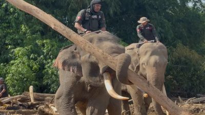 Empat Gajah BKSDA Aceh Dikerahkan Bantu Pembersihan Pascabanjir di Pidie Jaya