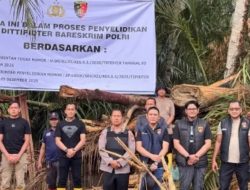 Bareskrim Polri Amankan 27 Gelondongan Kayu Terseret Banjir Bandang Batang Toru, Telusuri Dugaan Aktivitas Ilegal