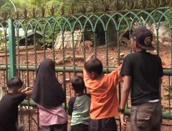 Libur Natal, Taman Margasatwa Ragunan Diserbu Puluhan Ribu Pengunjung