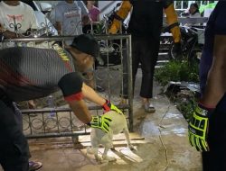 Cepat! Anjing Liar Terjepit Pagar di Tengah Malam Diselamatkan BPBD Kubu Raya