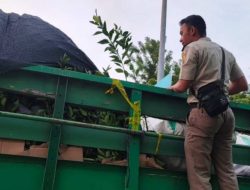 Ribuan Bibit Jeruk Tanpa Dokumen Asal Semarang Nyaris Lolos di Pelabuhan Ketapang