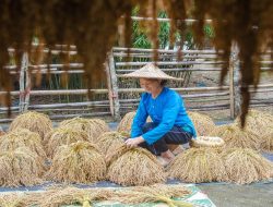 Pemerintah Tambah Cadangan Beras Nasional Jadi 4 Juta Ton, Antisipasi Panen Raya dan Program MBG 2026