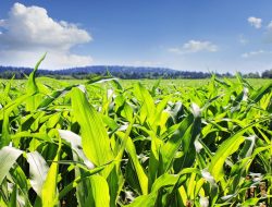 Tanah Eks Tambang di Kaltim Disulap Jadi Ladang Jagung, Produksi Melonjak 248 Persen