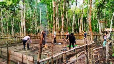 Digelar Rutin Tiap Minggu, Polisi Kantongi 4 Nama Terlibat Judi Sabung Ayam di Silat Hilir