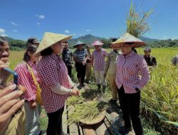 Landak Rajai Capaian Luas Tanam Padi Kalbar November 2025: Melampaui Target!