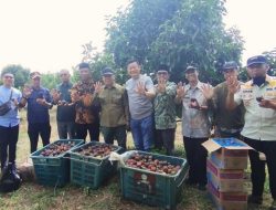 Potensi Cuan Rp500 Juta! Menghitung Manisnya Panen Manggis Perdana Rusli Ajau di Desa Segarau Tebas