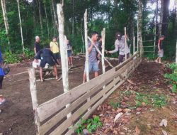 Tak Ada Toleransi! Polsek Semitau Bongkar dan Bakar Arena Sabung Ayam Berkedok Dana Tahun Baru