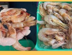 Ekspor Udang Wangkang dari Entikong ke Malaysia Capai 23,1 Ton: Karantina Jamin Kualitas Komoditas Perbatasan