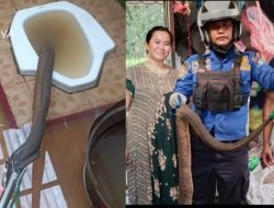 Kamar Mandi Novi Dimasuki Ular Besar, BPBD Kubu Raya Sigap Menangkap Dalam Kloset