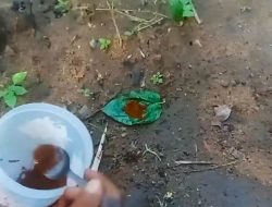 Tikus dan Curut Kabur Selamanya! Trik Ajaib Ramuan Kopi dan Daun Sirih Bikin Rumah Serta Ladang Jadi Aman