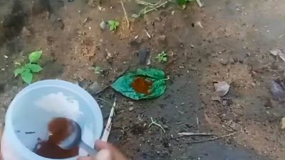 Tikus dan Curut Kabur Selamanya! Trik Ajaib Ramuan Kopi dan Daun Sirih Bikin Rumah Serta Ladang Jadi Aman
