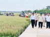 Panen Raya di Karawang, Prabowo Tinjau Teknologi Pertanian Modern hingga Hilirisasi Gambir