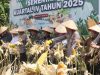 Panen Jagung Serentak di Bengkayang, Polda Kalbar Pecahkan Dua Rekor MURI