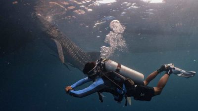 Di Antara Jalur Kapal dan Hiu Paus, Upaya PIS Menjaga Raksasa Laut